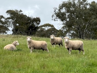 Dorset Rams - Poll rams ready to work