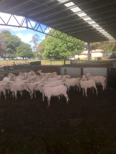 200 shorn second cross lambs