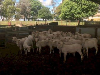 200 shorn second cross lambs