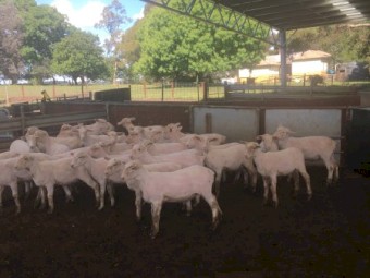 200 shorn second cross lambs