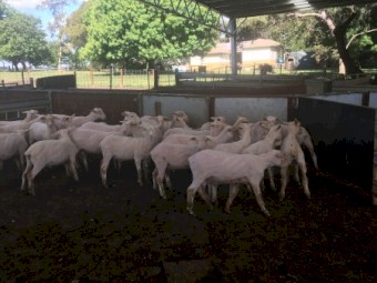 200 shorn second cross lambs