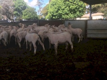 200 shorn second cross lambs