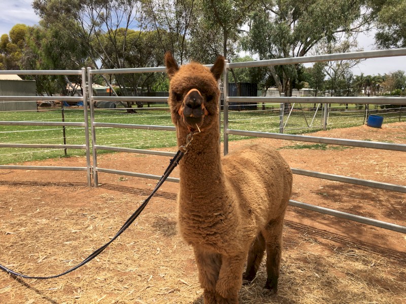 Huacaya Alpaca