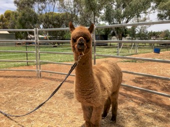 Huacaya Alpaca