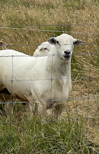 Blue Tag Australian White Flock Rams