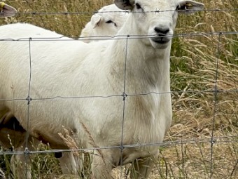 Blue Tag Australian White Flock Rams