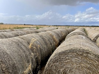 Wheat/Vetch Hay 5x4 Round Bales