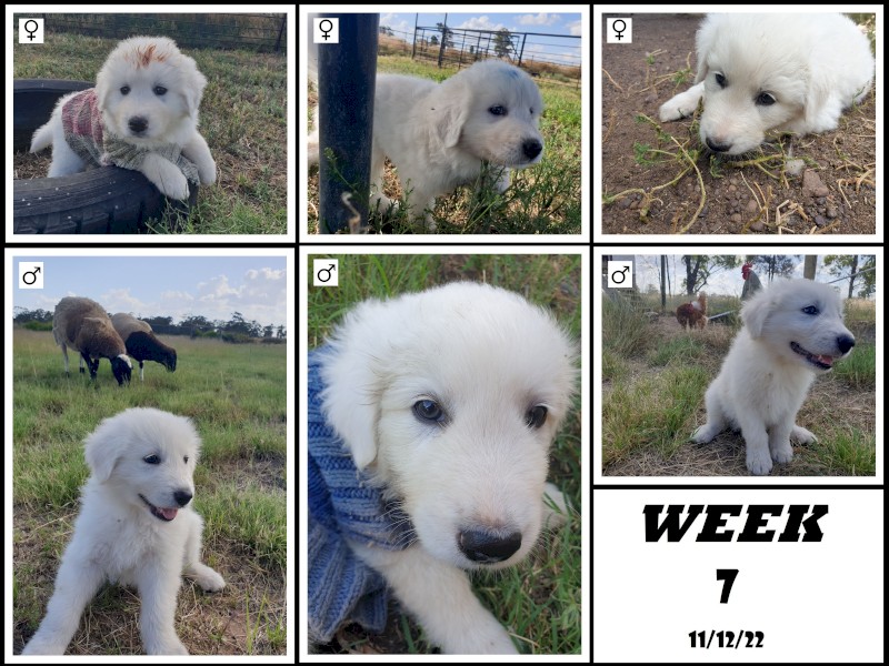 Maremma Sheepdog Puppies - Darling Downs Queensland