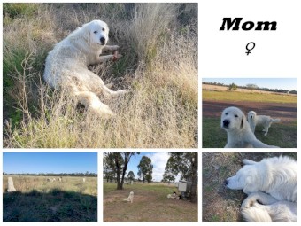 Maremma Sheepdog Puppies - Darling Downs Queensland