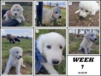 Maremma Sheepdog Puppies - Darling Downs Queensland