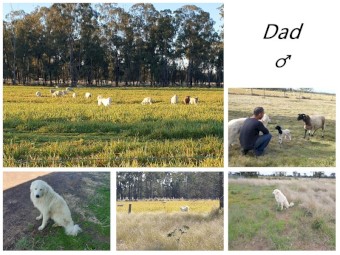 Maremma Sheepdog Puppies - Darling Downs Queensland
