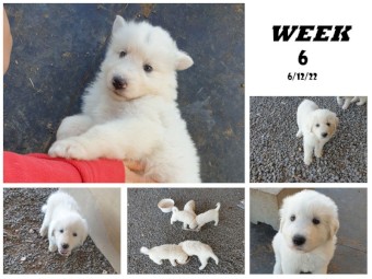 Maremma Sheepdog Puppies - Darling Downs Queensland