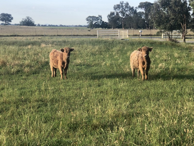 Scottish Higland Steers