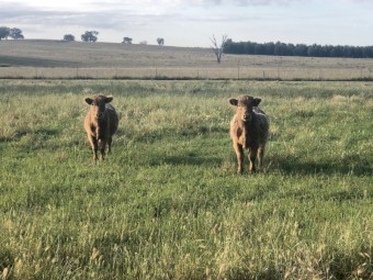 Scottish Higland Steers