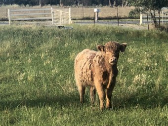 Scottish Higland Steers