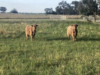 Scottish Higland Steers