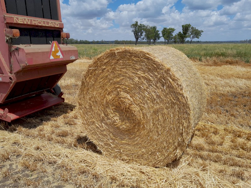 Barley straw 5x4ft round bales