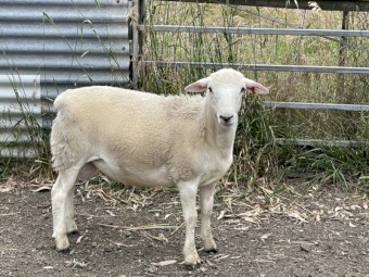 Second Cross Australian White Dorper