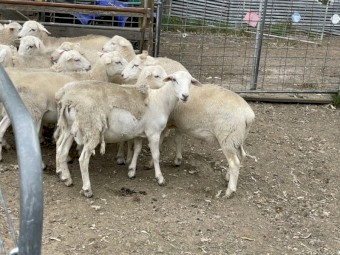 Second Cross Australian White Dorper