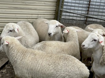 Second Cross Australian White Dorper