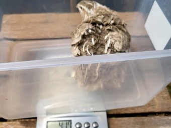 Jumbo Japanese Coturnix Quails