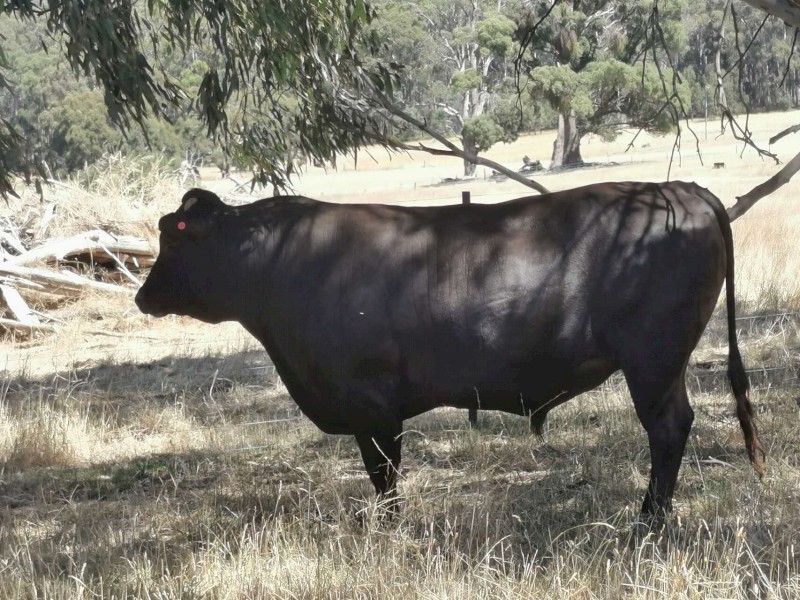 Wagyu Bull Full Blood Registered