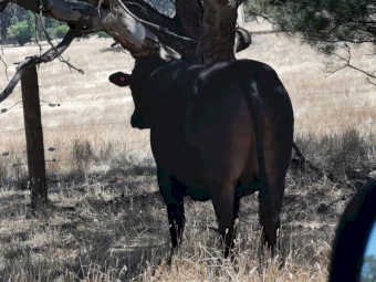Wagyu Bull Full Blood Registered