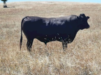 Wagyu Bull Full Blood Registered