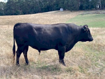 Wagyu Bull Full Blood Registered