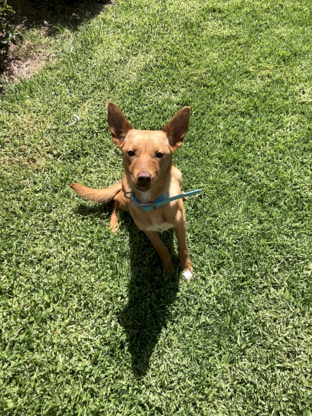 Gold Female Kelpie (Urgent Sale)