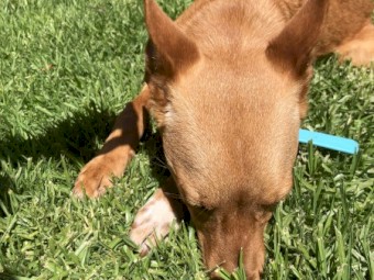 Gold Female Kelpie (Urgent Sale)