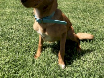 Gold Female Kelpie (Urgent Sale)
