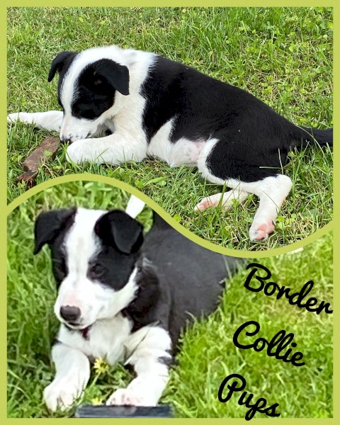 Border Collie Pups