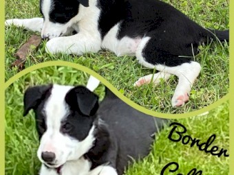 Border Collie Pups