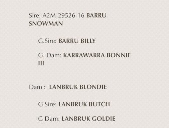 Cream Female Kelpie (Urgent Sale)