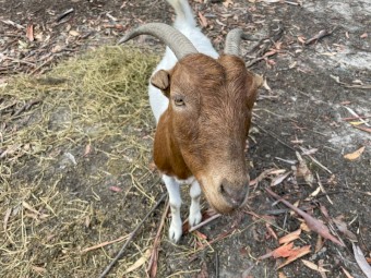 2 x Female Boer Goats