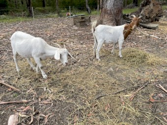 2 x Female Boer Goats