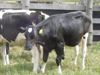 10 Friesian Steers