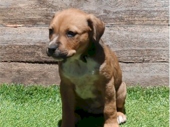 Kelpie X Dingo Puppies 