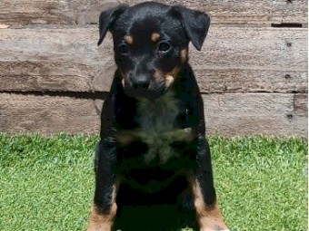 Kelpie X Dingo Puppies 