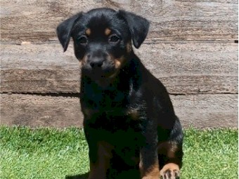 Kelpie X Dingo Puppies 