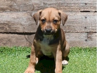 Kelpie X Dingo Puppies 
