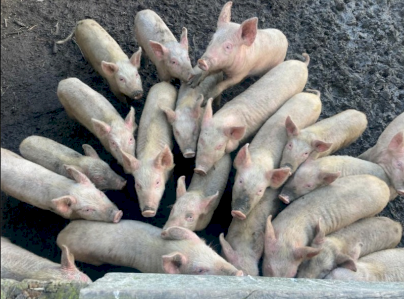 Piglets 15kg for sale