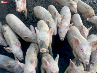 Piglets 15kg for sale