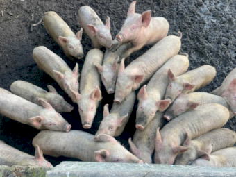 Piglets 15kg for sale
