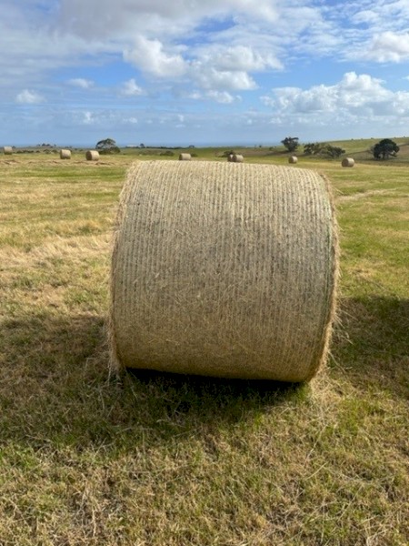 Pasture Hay in Rolls