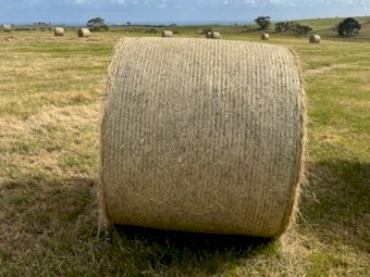 Pasture Hay in Rolls