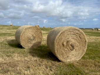 Pasture Hay in Rolls