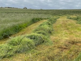 Pasture Hay in Rolls
