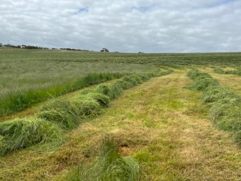 Pasture Hay in Rolls
